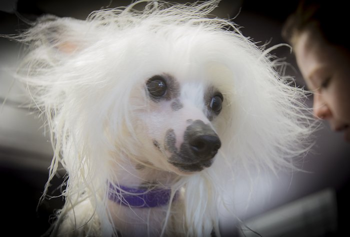 white poodle dog face